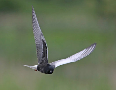 White-winged Tern (Chlidonias leucopterus)
