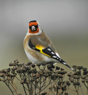 European Goldfinch (Steglits)