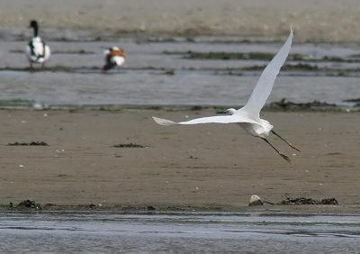 Little Egret (Egretta garzetta), Silkeshger