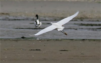 Little Egret (Egretta garzetta), Silkeshger