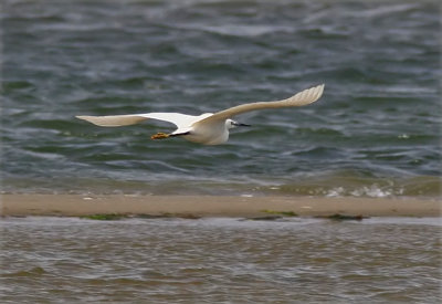 Little Egret (Egretta garzetta), Silkeshger