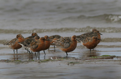 Red Knot (Calidris canutus)