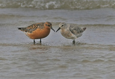 Red Knot (Calidris canutus)