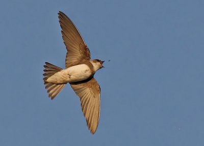 Sand Martin (Backsvala)