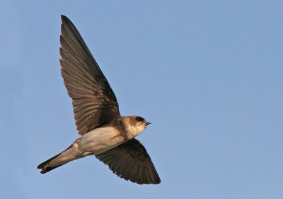 Sand Martin (Riparia riparia), Backsvala