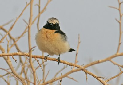 Black-eared Wheatear (Oenanthe hispanica)