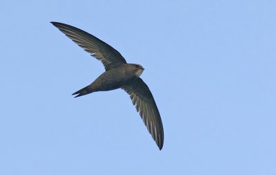 Common Swift (Apus apus), Tornseglare
