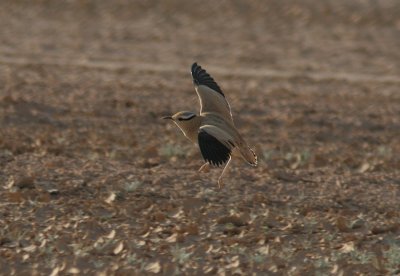 Cream-coloured Courser (kenlpare)