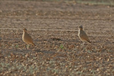 Cream-coloured Courser (Cursorius cursor)