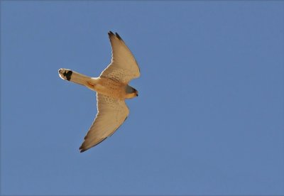Lesser Kestrel (Falco naumanni)