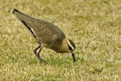 Sociable Lapwing (Stppvipa)