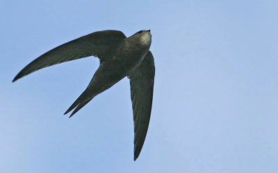 Common Swift (Apus apus), Tornseglare