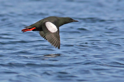 Black Guillemot (Cepphus grylle)