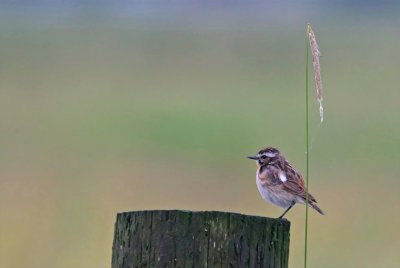 Whinchat (Saxicola rubetra), Buskskvtta