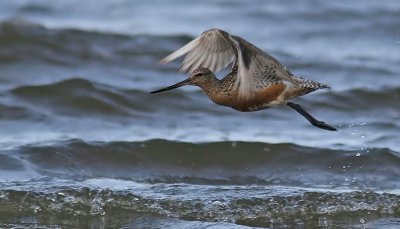 Bar-tailed Godwit (Limosa lapponica), Myrspov