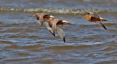 Bar-tailed Godwit (Limosa lapponica), Myrspov