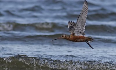 Bar-tailed Godwit (Limosa lapponica), Myspov