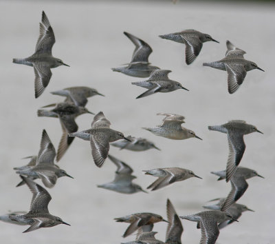 Red Knot (Calidris canutus)