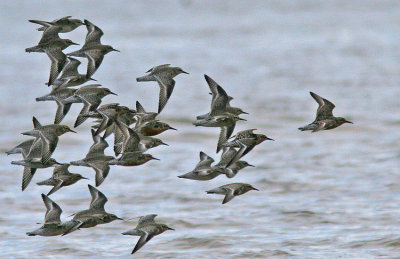 Red Knot (Calidris canutus)