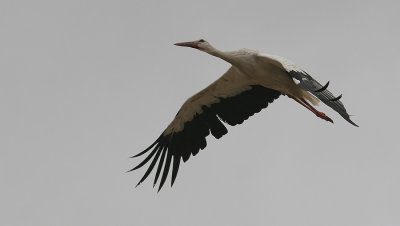 White Stork (Ciconia ciconia), Vit stork