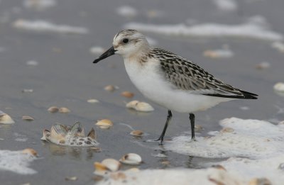 Sanderling (Calidris alba)