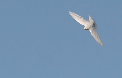 Barn Swallow (Ladusvala)