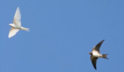 Barn Swallow (Hirundo rustica), Ladusvala