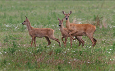 Roe Deer