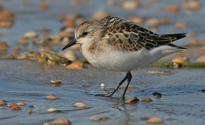 Little Stint(Smsnppa)