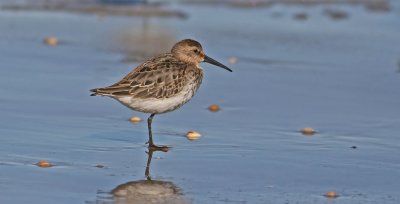 Dunlin (Calidris alpina)