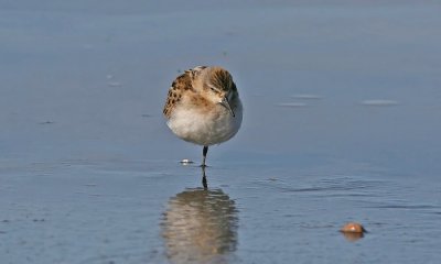 Little Stint (Calidris minuta)