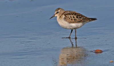 Little Stint (Calidris minuta)