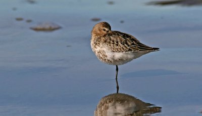 Dunlin (Calidris alpina)