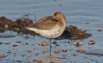 Dunlin (Calidris alpina)