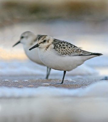 Sanderling (Calidris alba)