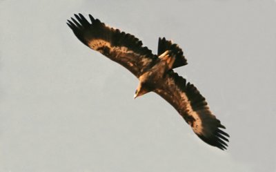 Steppe Eagle (Aquila nipalensis), Tågra 1991