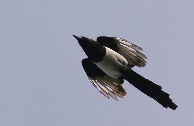 Common Magpie (Pica pica)