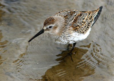 Dunlin (Calidris alpina)