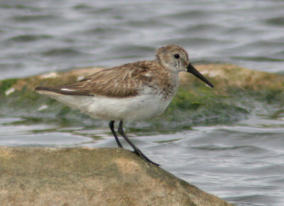 Dunlin (Calidris alpina)