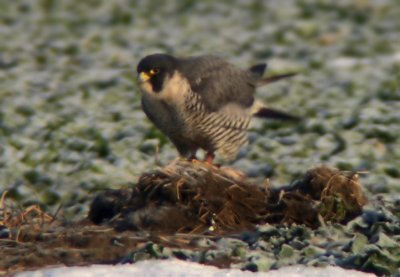 Peregrine Falcon (Falco peregrine)
