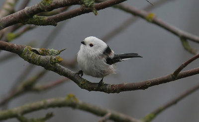 Long-tailed Tit (Aegithalos caudatus)
