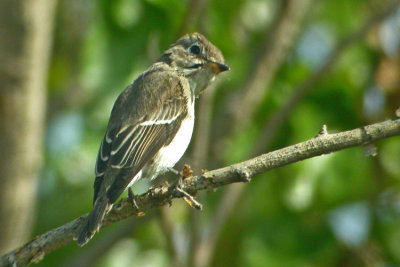 Asian Brown Flycatcher (Muscicapa dauurica)