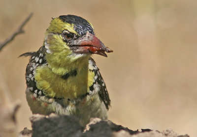 Yellow-breasted Barbet  (Trachyphonus margaritatus)