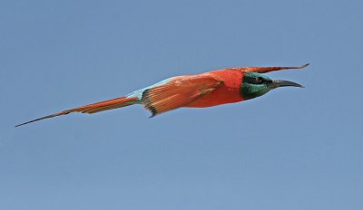 Northern Carmine Bee-eater (Merops rubicus)
