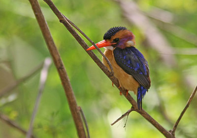 African Pygmy Kingfisher (Ceyx pictus)