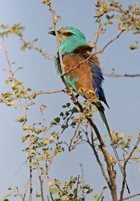 Abyssinian Roller (Coracias abyssinicus))