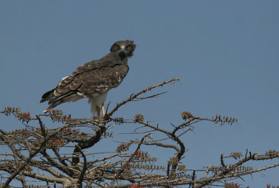 Short-toed Eagle (Ormrn)