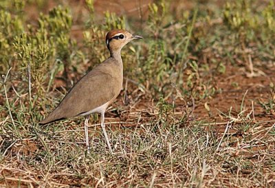 Temminickīs Courser (Cursorius temminickii)