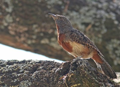 Red-throated Wryneck (Jynx ruficollis)