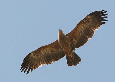 Tawny Eagle (Savannrn)